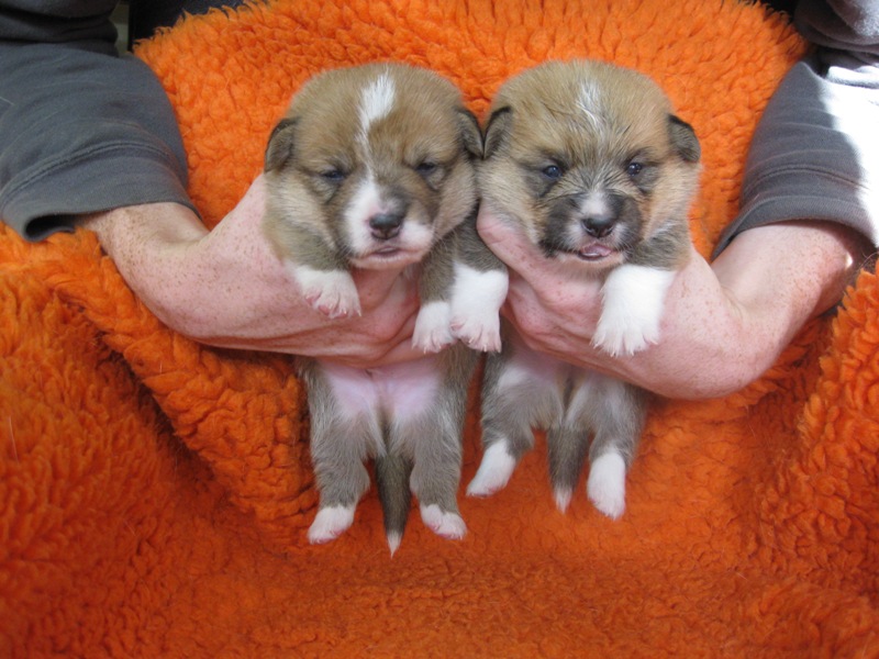 Puppies